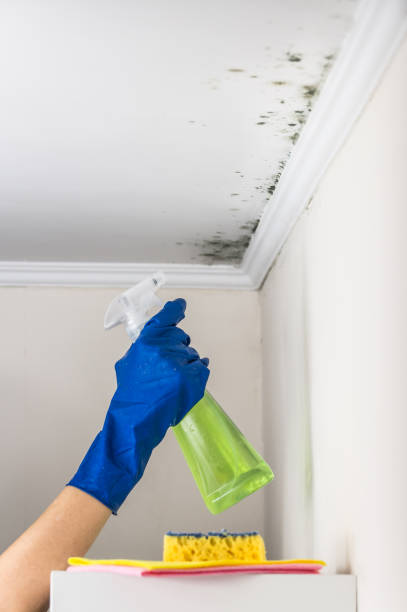 Best Basement Mold Remediation in White Oak, PA